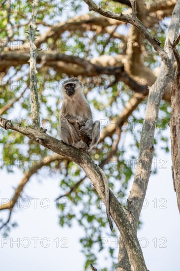 Southern vervet monkey (Chlorocebus pygerythrus) sitting on the branch of an acacia tree, Kruger National Park, South Africa