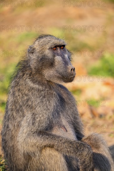 Bear baboon (Papio ursinus), adult, sitting in dry grass, Kruger National Park, South Africa