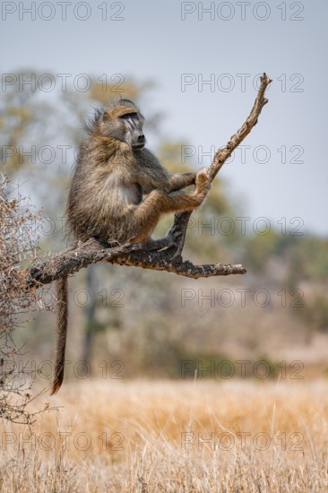 Bear baboon (Papio ursinus) sitting on a branch, Kruger National Park, South Africa