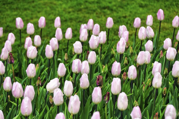 Pink tulips (Tulipa) in a flower bed, Keukenhof Gardens, Lisse, Bollenstreek, South Holland, Netherlands