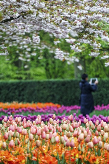 Different coloured tulips (Tulipa), colourful tulip bed, flowering fruit tree, Keukenhof gardens, Lisse, Bollenstreek, South Holland, Netherlands