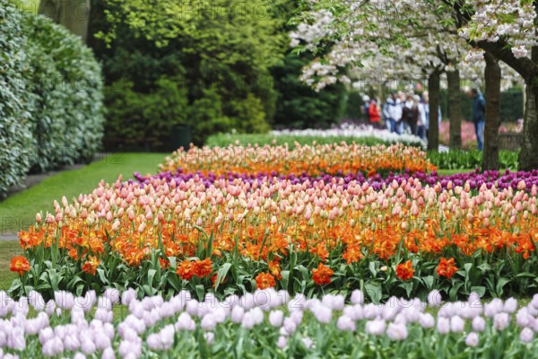 Different coloured tulips (Tulipa), colourful tulip beds, flowering fruit tree, Keukenhof gardens, Lisse, Bollenstreek, South Holland, Netherlands