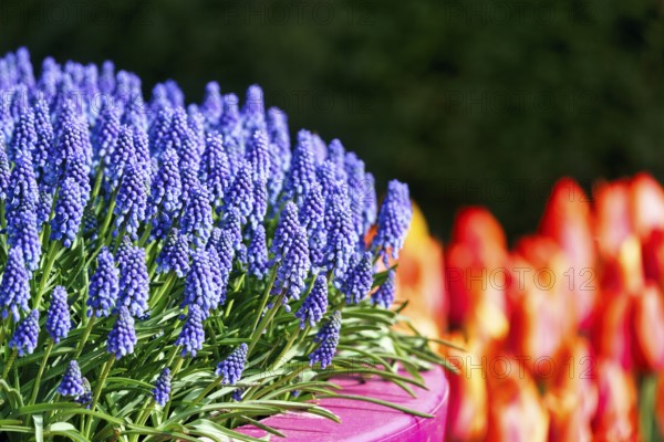 Grape hyacinths (Muscari) in a flower pot, Keukenhof gardens, Lisse, Bollenstreek, South Holland, Netherlands