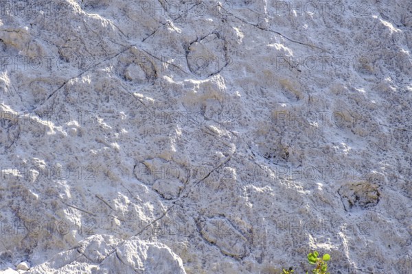 Dinosaur tracks, rockslide area, Marocche di Dro biotope, near Dro, Sarca Valley, Trentino, Italy