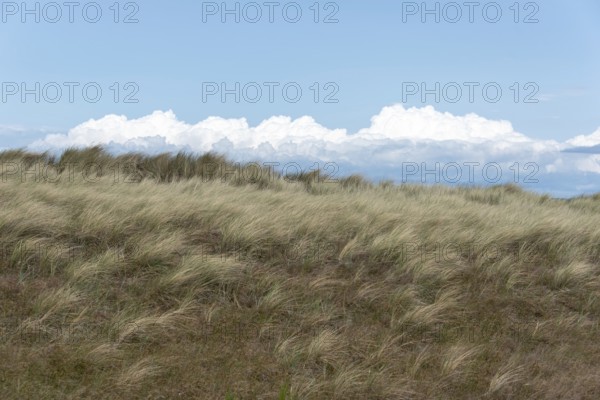 A strong wind blows over the dunes of the Baltic Sea coast, mighty cumulus clouds pile up in the background, Prerow, Mecklenburg-Vorpommern, Germany