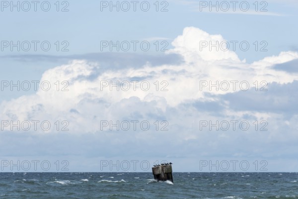 Concrete plinth protruding from the Baltic Sea, several seabirds have settled on it, Prerow, Mecklenburg-Western Pomerania, Germany