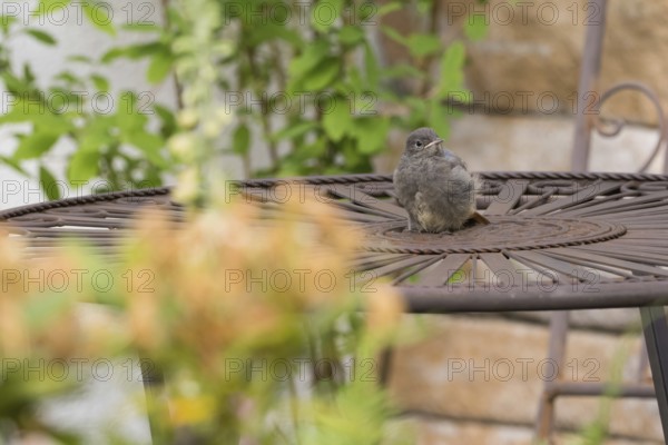 A redstart (Phoenicurus ochruros), young bird, sitting on a metal table in the garden, Hesse, Germany