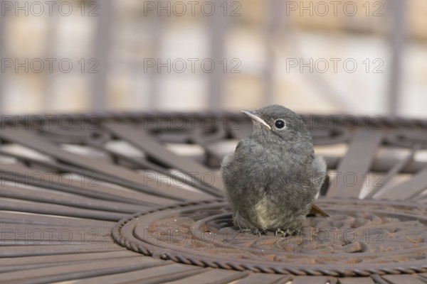 A redstart (Phoenicurus ochruros), young bird, sitting alone on a metal table, Hesse, Germany
