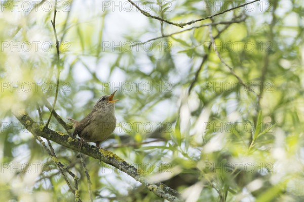 A wren (Troglodytes troglodytes) singing on a tree branch surrounded by fresh greenery, Hesse, Germany