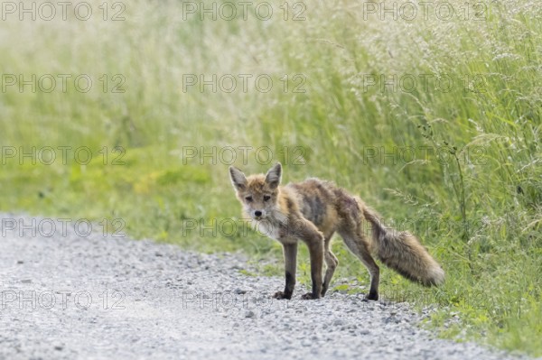 Curious red fox (Vulpes vulpes), mangy, standing at the edge of a gravel path, Hesse, Germany