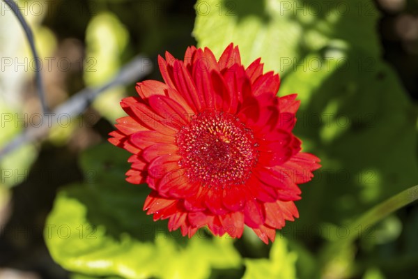 Bright red gerbera (gerbera) with lush green leaves underneath, Ternitz, Lower Austria, Austria