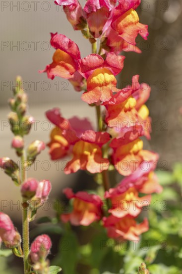 Colourful snapdragon flowers (Antirrhinum) in the sunlight in the garden, Ternitz, Lower Austria, Austria
