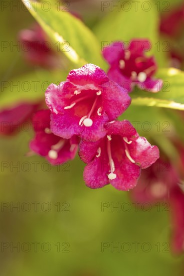 Pink flowers of the Weigela in the sunlight, Ternitz, Lower Austria, Austria