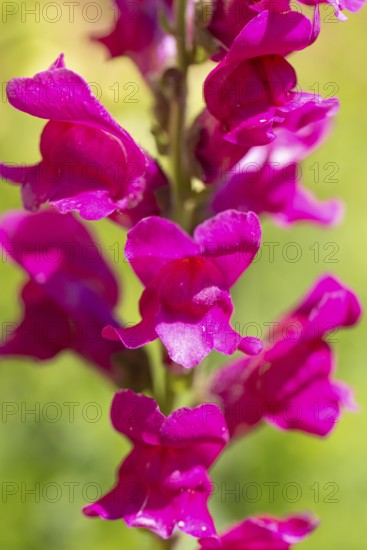 Close-up of a pink snapdragon (Antirrhinum) in full bloom, Ternitz, Lower Austria, Austria