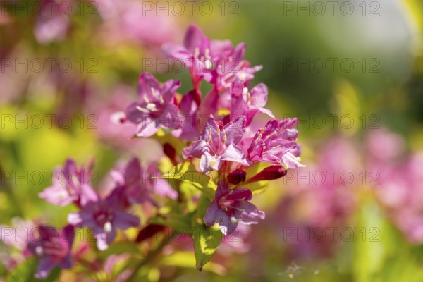 Pink flowers of the Weigela in the sunlight, Ternitz, Lower Austria, Austria