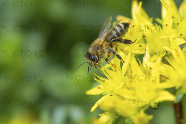 A bee (Apis) pollinating yellow flowers of pungent stonecrop (Sedum acre), Ternitz, Lower Austria, Austria