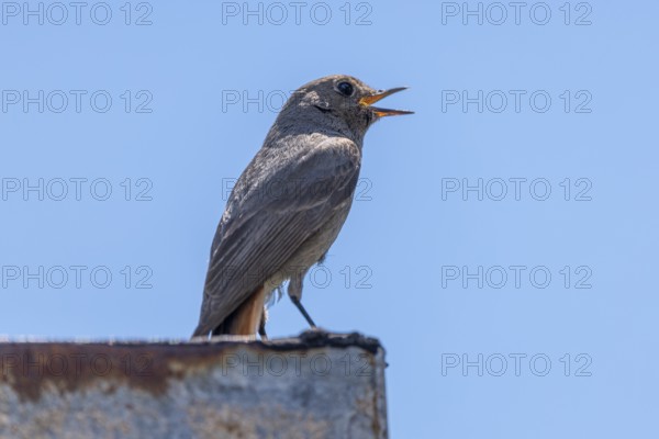 Female redstart (Phoenicurus) sitting on a ledge and singing against a blue sky Ternitz, Lower Austria, Austria