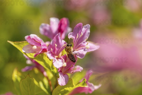 Bee (Apis) sitting on pink flowers of the Weigela (Weigela) in the sunlight, Ternitz, Lower Austria, Austria