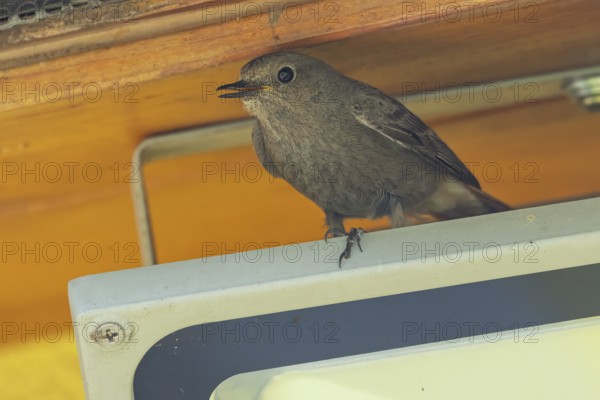 Female redstart (Phoenicurus) sitting under a roof and singing, Ternitz, Lower Austria, Austria