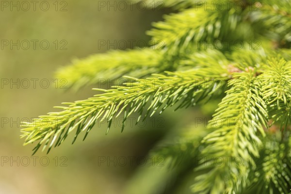 Close-up of a green spruce branch (Picea) with needles, Ternitz, Lower Austria, Austria