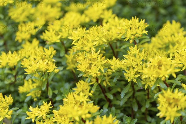 Bright yellow flowers of pungent stonecrop (Sedum acre), Ternitz, Lower Austria, Austria