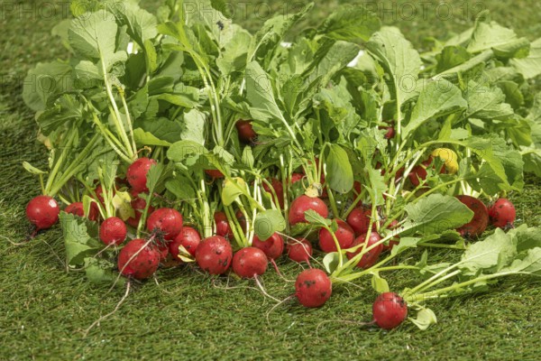 Freshly harvested radishes on green grass