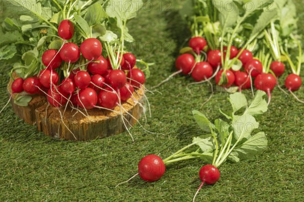Several bunches of fresh radishes arranged on wood and green meadow