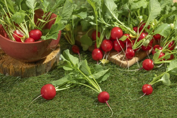 Fresh radishes, some in a red bowl, on a green meadow