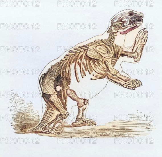 Skeleton of Mylodon Darwinii from the book Journal of Researches by Charles Darwin, also known as Darwin's Journal of A Voyage Around The World, published in 1890, digital reproduction of a historical model