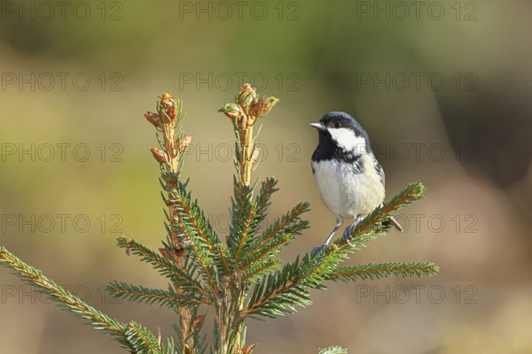 Fir tit (Parus ater), sitting on the top of a young spruce, European spruce (Picea abies), Wilnsdorf, North Rhine-Westphalia, Germany