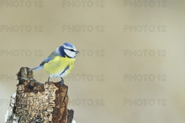 Blue tit (Parus caeruleus), sitting on dead wood in the forest, Wilnsdorf, North Rhine-Westphalia, Germany