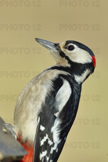 Great spotted woodpecker (Dendrocopos major), male, sitting on a fence post in the garden, animal portrait, Wilnsdorf, North Rhine-Westphalia, Germany