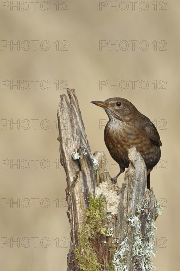 Blackbird (Turdus merula), female, sitting on an old tree stump in the forest, Wilnsdorf, North Rhine-Westphalia, Germany