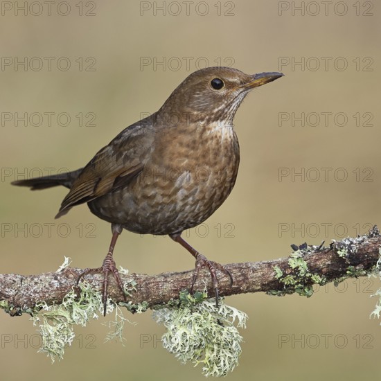 Blackbird (Turdus merula), female, sitting on a lichen-covered branch in the forest, Wilnsdorf, North Rhine-Westphalia, Germany
