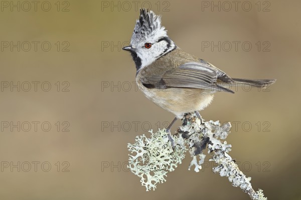 Crested Tit (Lophophanes Scalloped ribbonfish), on a branch overgrown with lichen, Wilnsdorf, North Rhine-Westphalia, Germany