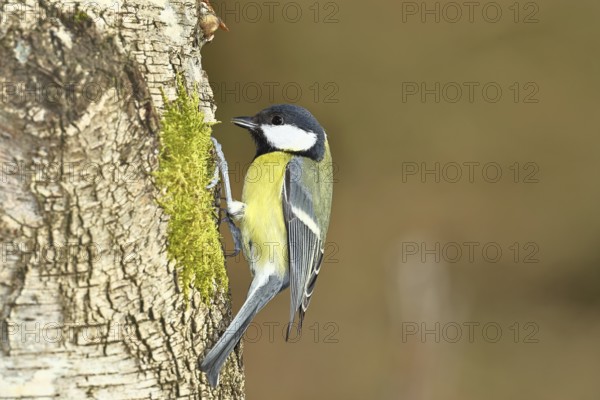 Great tit (Parus major), sitting on moss-covered dead wood, Wilnsdorf, North Rhine-Westphalia, Germany