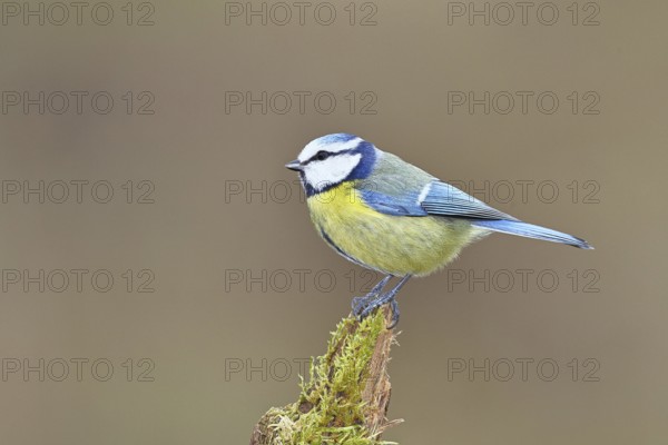 Blue tit (Parus caeruleus), sitting on moss-covered dead wood, Wilnsdorf, North Rhine-Westphalia, Germany