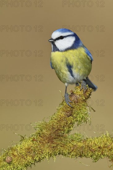 Blue tit (Parus caeruleus), sitting on moss-covered dead wood, Wilnsdorf, North Rhine-Westphalia, Germany