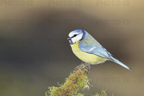 Blue tit (Parus caeruleus), sitting on moss-covered dead wood, Wilnsdorf, Wilnsdorf, North Rhine-Westphalia, Germany