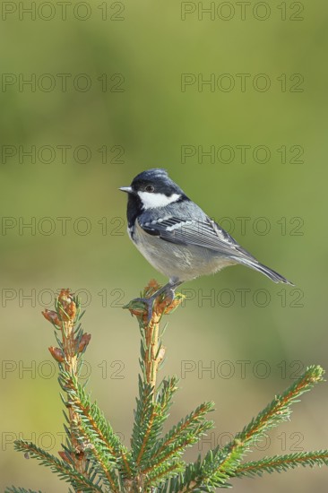 Fir tit (Parus ater), sitting on the top of a young spruce, European spruce (Picea abies), Wilnsdorf, North Rhine-Westphalia, Germany