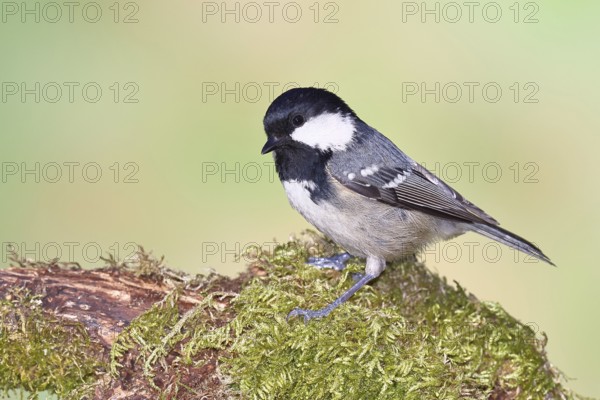 Fir tit (Parus ater), sitting on an old rotten branch covered with moss, Wilnsdorf, North Rhine-Westphalia, Germany