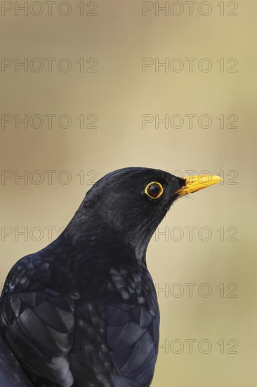 Blackbird (Turdus merula), male, animal portrait, Wilnsdorf, North Rhine-Westphalia, Germany