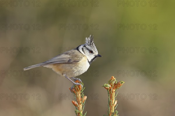 Crested Tit (Lophophanes scalloped ribbonfish), sitting on the top of a young spruce, European spruce (Picea abies), Wilnsdorf, North Rhine-Westphalia, Germany