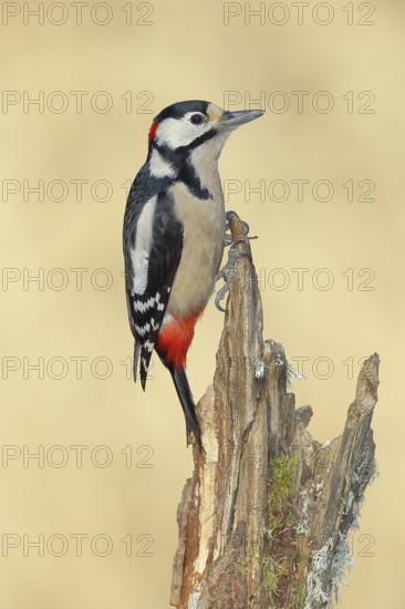Great spotted woodpecker (Dendrocopos major), male, foraging on a tree stump overgrown with moss and lichen in the forest, Wilnsdorf, North Rhine-Westphalia, Germany