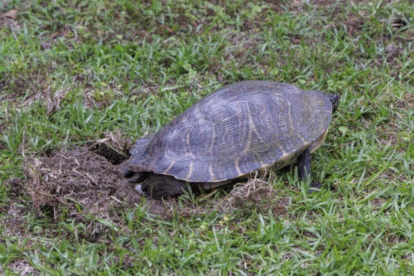 Turtle laying eggs in a grass lawn of a residential neighborhood in Gulfport, Mississippi