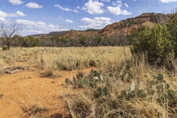 Layered rock formations rise up behind a field of grass, shrubs, and cactii at Palo Duro Canyon State Park near Amarillo, Texas