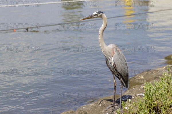 Great Blue Heron (Ardea herodias) along the Mobile Bay coastline of Dauphin Island, Alabama