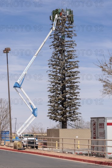 Workers in hydraulic lift truck repairing a cell tower disguised as a tree in Winslow, Arizona