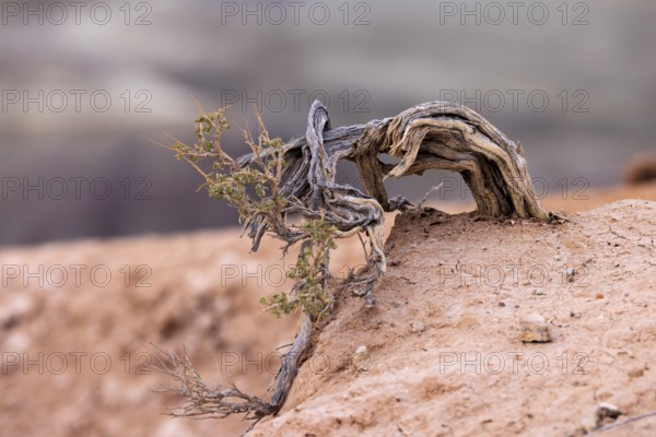 Sage brush plant growing from the dry earth at Little Painted Desert County Park near Winslow, Arizona