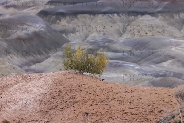 Sage brush with exposed root system hanging on to the dry earth at Little Painted Desert County Park near Winslow, Arizona